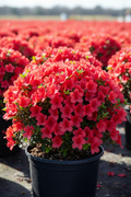 Azalea Autumn Bonfire