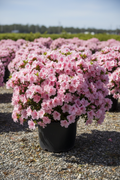 Azalea Autumn Carnation