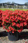 Azalea Autumn Embers