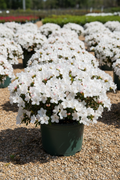 Azalea Autumn Lily