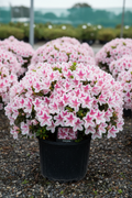 Azalea Autumn Starburst