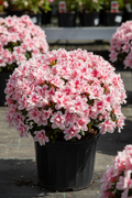 Azalea Autumn Twist