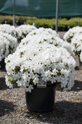 Azalea Delaware Valley White
