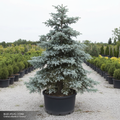 Blue Atlas Cedar
