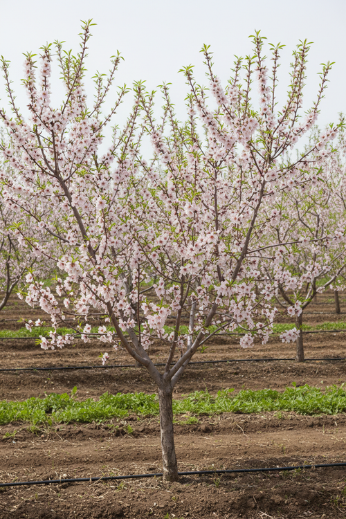 Butte Almond