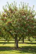 Dixie Red Apple Standard