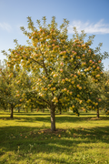 Dorsett Gold Apple Standard