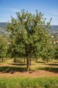 Ein Shemer Apple Standard