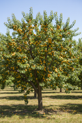 Goldrich Apricot
