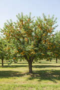 Harogem Apricot