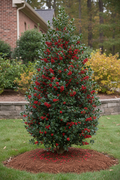 Auburn Holly