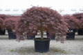 Inabe Shidare Japanese Maple