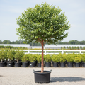 Heritage® River Birch tree form in nursery container with single trunk, exfoliating salmon-pink and cinnamon peeling bark, and full green canopy