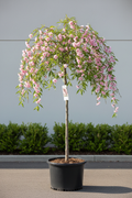 7 foot tall Weeping Peach tree in a 10 gallon container with graceful cascading branches