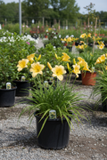 Happy Returns Daylily in black nursery pot with lemon-yellow flowers and grassy foliage at garden center