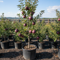 Arkansas Black semi-dwarf apple tree M111 in nursery container