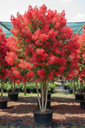 Colorama Scarlet Red Crape Myrtle in full bloom with vivid red flower clusters
