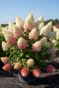 Vanilla Strawberry hydrangea in full bloom with white to strawberry pink flower panicles