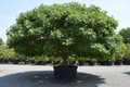 Autumn Fantasy Freeman Maple tree nursery stock photo