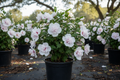 Althea 'Fiji™' Rose of Sharon with double white flowers in black nursery container