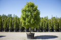 Celebration Freeman Maple tree nursery stock photo