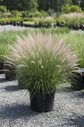 Adagio Maiden Grass 3 gallon in black nursery pot with silvery-green arching blades and feathery plumes at garden center