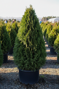 Arborvitae Wintergreen broad pyramidal evergreen in nursery container