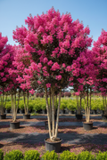 Pink Valour Crape Myrtle in full bloom with hot pink flowers and deep burgundy foliage