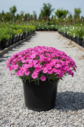 Pink Dianthus in black nursery pot with masses of pink fringed flowers and silvery blue-green foliage at garden center