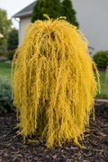 Gold Mop Cypress