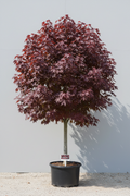 7 foot tall Crimson King Norway Maple in a 7 gallon container