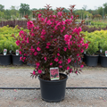 Bonfire Patio Peach tree in black nursery trade container, compact dwarf ornamental peach with deep burgundy-purple foliage and bright pink double flowers, outdoor nursery lot background
