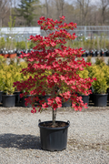 Cherokee Chief Dogwood in black nursery pot with deep ruby-red blooms at garden center