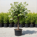 Black Cherry tree in nursery container with dark furrowed bark and lush green foliage