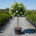 Blue Muffin Arrowwood Viburnum standard tree form in large black nursery trade container, white flower clusters, outdoor nursery lot background