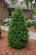 Boxwood Green Mountain