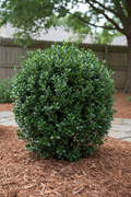 Strongbox Inkberry Holly