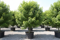 Autumn Blaze Freeman Maple tree nursery stock photo
