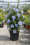 Blue Chiffon Rose of Sharon Proven Winners in black nursery pot with powder-blue double flowers at garden center
