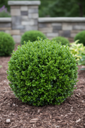 NewGen Independence Boxwood