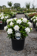Pillow Talk Gardenia Proven Winners in black nursery pot with large double white fragrant blooms at garden center