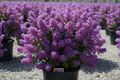 Twilight Magic crape myrtle with deep purple-violet blooms in compact rounded form