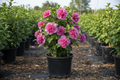 Althea 'Tahiti™' Rose of Sharon with deep pink-magenta double flowers in black nursery container
