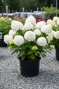 Puffer Fish panicle hydrangea in black nursery pot with unique round puffy white globe-shaped flower heads