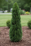 Slender Hinoki False Cypress