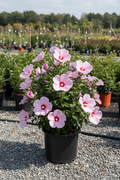 Althea Pink Rose of Sharon in black nursery pot with soft pink flowers at garden center