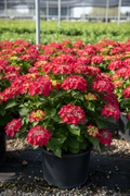 Tuff Stuff Red mountain hydrangea in full bloom with deep red lacecap flowers