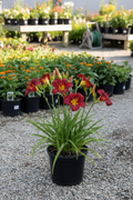 Pardon Me Daylily in black nursery pot with deep red-burgundy flowers and yellow-green throats at garden center