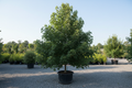 Sienna Glen Freeman Maple tree nursery stock photo