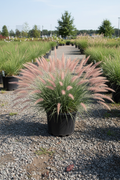 Karley Rose Oriental Fountain Grass in black nursery pot with rosy-pink bottlebrush plumes and blue-green foliage at garden center